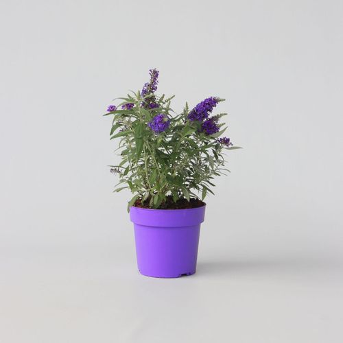 7428477133411 - Plant in a Box - Schmetterlingsfliedern - Buddleja davidii Candy - Höhe 30-40cm - Topf 19cm