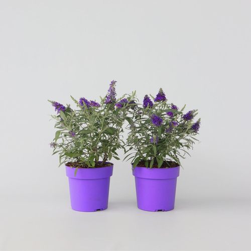 7428477505188 - Plant in a Box - Schmetterlingsfliedern - 2 Stk - Buddleja davidii Candy - Höhe 30-40cm - Topf 19cm