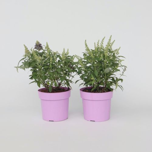 7428472644240 - Plant in a Box - Schmetterlingsfliedern - 2 Stk - Buddleja davidii Candy - Höhe 30-40cm - Topf 19cm