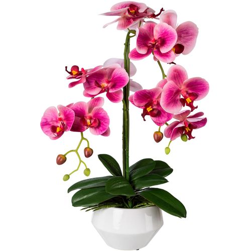 4003529571781 - Kunstpflanze GASPER Kunstpflanzen Gr B H 30 cm x 52 cm 1 St pink (fuchsia) Künstliche Zimmerpflanzen 4003529571781 - Kunstpflanze GASPER Kunstpflanzen Gr B H 30 cm x 52 cm 1 St pink (fuchsia) Künstliche Zimmerpflanzen