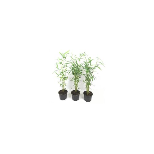 7442924153159 - Plant in a Box - Bambus - 3 Stk - Fargesia papyrifera Blue Dragon - Höhe 30-40cm - Topf 13cm 7442924153159 - Plant in a Box - Bambus - 3 Stk - Fargesia papyrifera Blue Dragon - Höhe 30-40cm - Topf 13cm