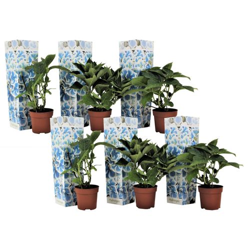 7428476875497 - Plant in a Box - Hortensie - 6 Stk - Hydrangea macrophylla Bavaria - Höhe 25-40cm - Topf 9cm 7428476875497 - Plant in a Box - Hortensie - 6 Stk - Hydrangea macrophylla Bavaria - Höhe 25-40cm - Topf 9cm