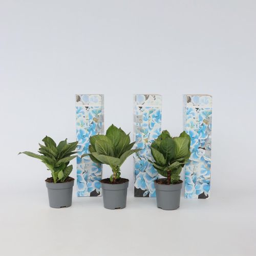 7442924149145 - Plant in a Box - Hortensie - 3 Stk - Hydrangea macrophylla Bavaria - Höhe 25-40cm - Topf 9cm 7442924149145 - Plant in a Box - Hortensie - 3 Stk - Hydrangea macrophylla Bavaria - Höhe 25-40cm - Topf 9cm
