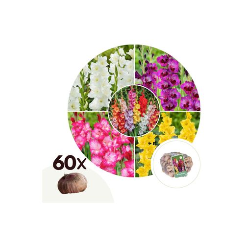 7428476754297 - Plant in a Box - Gladiolen - 60 Stk - Gladiolus Mix - Blumenzwiebeln - Mehrfarbig 7428476754297 - Plant in a Box - Gladiolen - 60 Stk - Gladiolus Mix - Blumenzwiebeln - Mehrfarbig