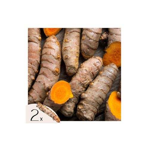 8721278900275 - Plant in a Box - Kurkuma - 2 Stk - Curcuma Longa - Rhizome