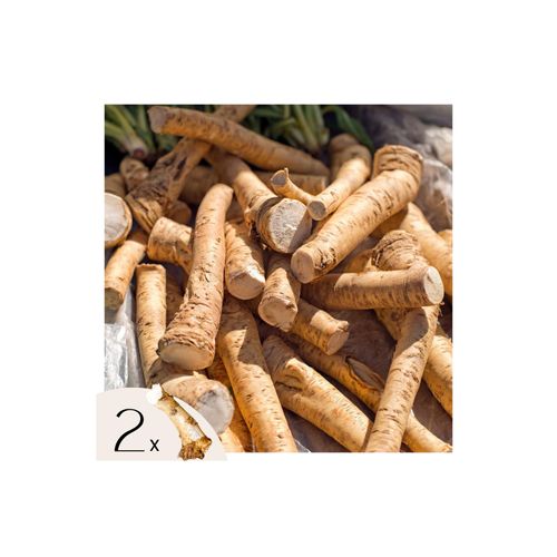 8721278900268 - Plant in a Box - Meerrettich - 2 Stk - Armoracia rusticana - Rhizome 8721278900268 - Plant in a Box - Meerrettich - 2 Stk - Armoracia rusticana - Rhizome