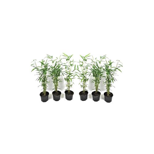 7428470168380 - Plant in a Box - Bambus - 6 Stk - Fargesia papyrifera Blue Dragon - Höhe 30-40cm - Topf 13cm 7428470168380 - Plant in a Box - Bambus - 6 Stk - Fargesia papyrifera Blue Dragon - Höhe 30-40cm - Topf 13cm