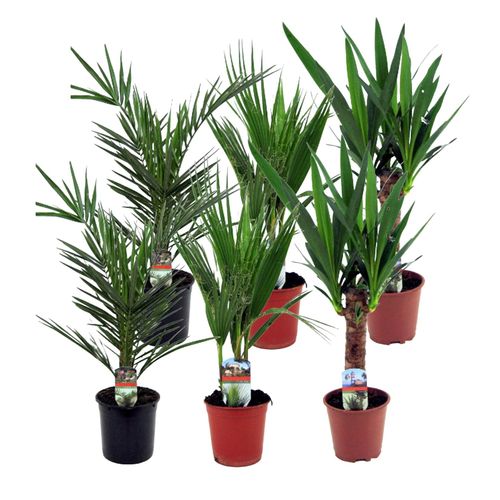 7428473274378 - Plant in a Box - Zimmerpalmen-Mix - 6 Stk - Indoor Palmmix - Pokon - Höhe 50-70cm - Topf 14cm 7428473274378 - Plant in a Box - Zimmerpalmen-Mix - 6 Stk - Indoor Palmmix - Pokon - Höhe 50-70cm - Topf 14cm