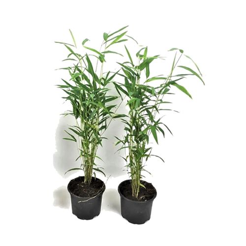 7428471904314 - Plant in a Box - Bambus - 2 Stk - Fargesia papyrifera Blue Dragon - Höhe 30-40cm - Topf 13cm 7428471904314 - Plant in a Box - Bambus - 2 Stk - Fargesia papyrifera Blue Dragon - Höhe 30-40cm - Topf 13cm