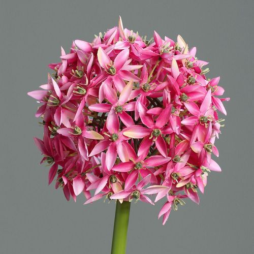 4027234370750 - Kunstblume Allium (DH 19x70 cm) DH 19x70 cm pink Pflanze Kunstpflanze Zimmerpflanze 4027234370750 - Kunstblume Allium (DH 19x70 cm) DH 19x70 cm pink Pflanze Kunstpflanze Zimmerpflanze