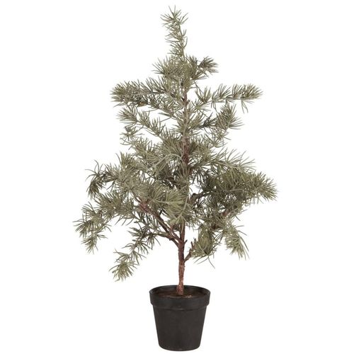 5709898362621 - Zederbaum im Topf Höhe 60 Ø 28 cm 5709898362621 - Zederbaum im Topf Höhe 60 Ø 28 cm