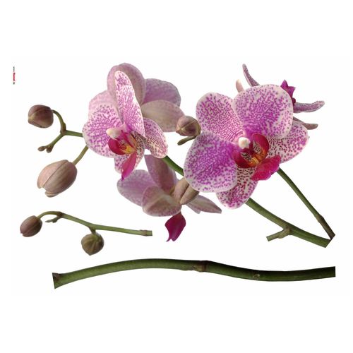 4036834377021 - KOMAR Wandtattoo Orchidee Wandtattoos 100x70 cm (Breite x Höhe) selbstklebendes Wandtattoo Gr B H 100 cm x 100 cm Orchideen lila Wandtattoos Natur