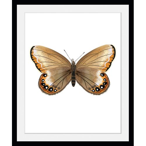 4049009846437 - Bild QUEENCE Lexy Bilder Gr B H 40 cm x 50 cm Wandbild Schmetterlinge Hochformat 1 St gelb Bild Kunstdruck Bilder mit Rahmen 4049009846437 - Bild QUEENCE Lexy Bilder Gr B H 40 cm x 50 cm Wandbild Schmetterlinge Hochformat 1 St gelb Bild Kunstdruck Bilder mit Rahmen