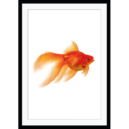 4049009891420 - Bild QUEENCE Goldi Bilder Gr B H 30 cm x 40 cm Wandbild Fisch & Meeresfrüchte Hochformat braun (braun rosa) Kunstdrucke gerahmt Goldfisch 4049009891420 - Bild QUEENCE Goldi Bilder Gr B H 30 cm x 40 cm Wandbild Fisch & Meeresfrüchte Hochformat braun (braun rosa) Kunstdrucke gerahmt Goldfisch