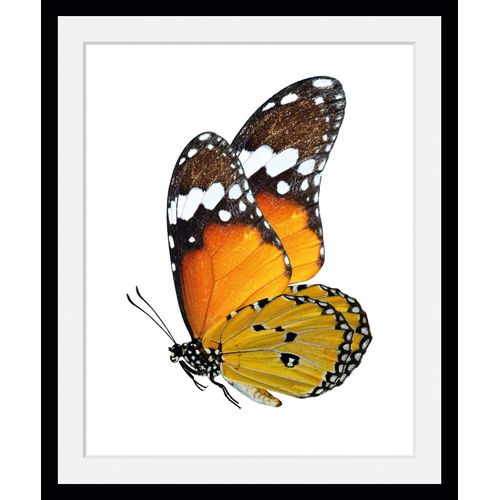 4049009846703 - Bild QUEENCE Mario Bilder Gr B H 40 cm x 50 cm Wandbild Schmetterlinge Hochformat 1 St orange Bild Kunstdruck Bilder mit Rahmen 4049009846703 - Bild QUEENCE Mario Bilder Gr B H 40 cm x 50 cm Wandbild Schmetterlinge Hochformat 1 St orange Bild Kunstdruck Bilder mit Rahmen