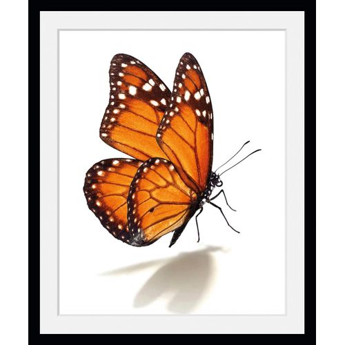 4049009846734 - Bild QUEENCE Eazy Bilder Gr B H 40 cm x 50 cm Wandbild Schmetterlinge Hochformat 1 St orange Bild Kunstdruck Bilder mit Rahmen 4049009846734 - Bild QUEENCE Eazy Bilder Gr B H 40 cm x 50 cm Wandbild Schmetterlinge Hochformat 1 St orange Bild Kunstdruck Bilder mit Rahmen