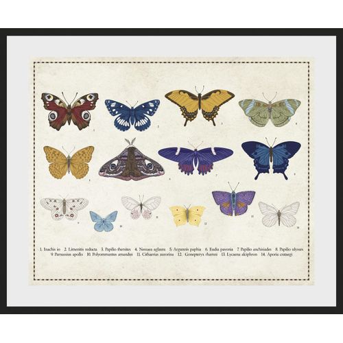 4049009843429 - Bild QUEENCE Liane Bilder Gr B H 40 cm x 30 cm Wandbild Schmetterlinge Querformat 1 St bunt Bild Kunstdruck Bilder mit Rahmen 4049009843429 - Bild QUEENCE Liane Bilder Gr B H 40 cm x 30 cm Wandbild Schmetterlinge Querformat 1 St bunt Bild Kunstdruck Bilder mit Rahmen