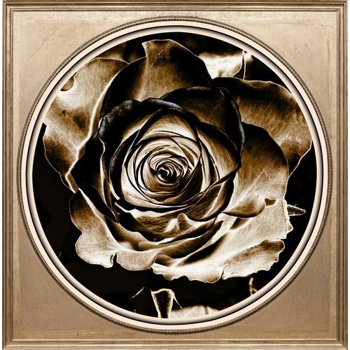 4049009364016 - Acrylglasbild »Rose Sepia« Blumen-Blumenbilder-Kunst-Pflanzen-Pflanzenbilder-Gemälde Fine Art-Print in Galeriequalität