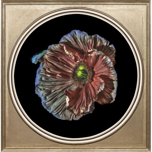 4049009634836 - Acrylglasbild »Blume« Blumen-Blumenbilder-Kunst-Pflanzen-Pflanzenbilder-Gemälde Fine Art-Print in Galeriequalität