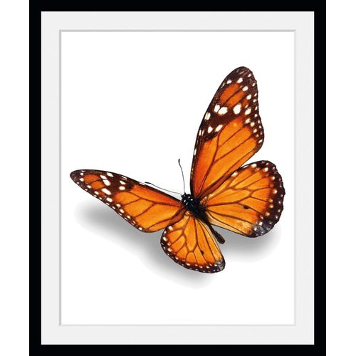 4049009846802 - Bild QUEENCE Evelina Bilder Gr B H 50 cm x 70 cm Wandbild Schmetterlinge Hochformat 1 St orange Bild Kunstdruck Bilder mit Rahmen 4049009846802 - Bild QUEENCE Evelina Bilder Gr B H 50 cm x 70 cm Wandbild Schmetterlinge Hochformat 1 St orange Bild Kunstdruck Bilder mit Rahmen