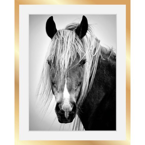 4049009357063 - Bild »Pferdekopf« Schwarz-Weiss-Tiere-Pferde-Pferdebilder-Gesicht HD Premium Poster-Druck inkl Holzrahmen in schwarz