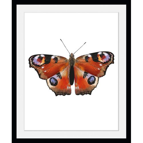4049009846321 - Bild QUEENCE Lena Bilder Gr B H 50 cm x 70 cm Wandbild Schmetterlinge Hochformat 1 St orange Bild Kunstdruck Bilder mit Rahmen