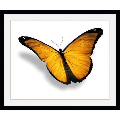 4049009847045 - Bild QUEENCE Maria 20 Bilder Gr B H 70 cm x 50 cm Wandbild Schmetterlinge Querformat 1 St gelb Bild Kunstdruck Bilder mit Rahmen