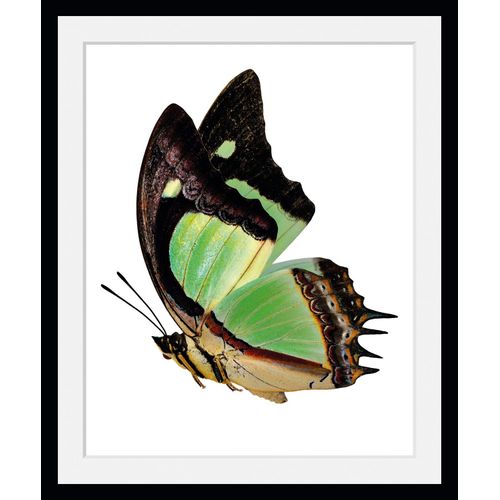 4049009846659 - Bild QUEENCE Charly Bilder Gr B H 50 cm x 70 cm Wandbild Schmetterlinge Hochformat 1 St grün Bild Kunstdruck Bilder mit Rahmen