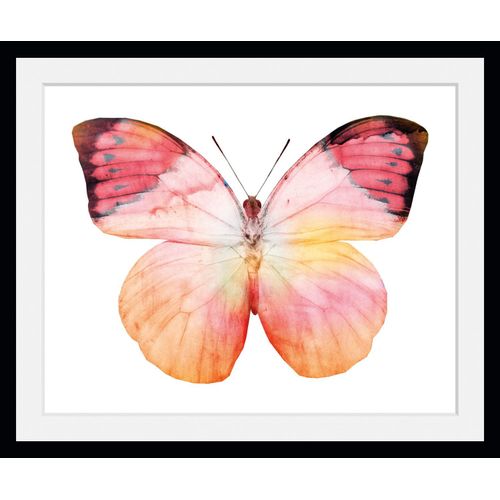 4049009846987 - Bild QUEENCE Elli Bilder Gr B H 70 cm x 50 cm Wandbild Schmetterlinge Querformat 1 St rosa Bild Kunstdruck Bilder mit Rahmen 4049009846987 - Bild QUEENCE Elli Bilder Gr B H 70 cm x 50 cm Wandbild Schmetterlinge Querformat 1 St rosa Bild Kunstdruck Bilder mit Rahmen