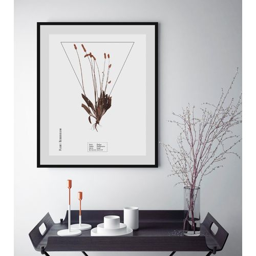 4049009844020 - Bild QUEENCE Plantaginaceae Bilder Gr B H 30 cm x 40 cm Wandbild Hochformat 1 St braun Bild Kunstdruck Bilder mit Rahmen