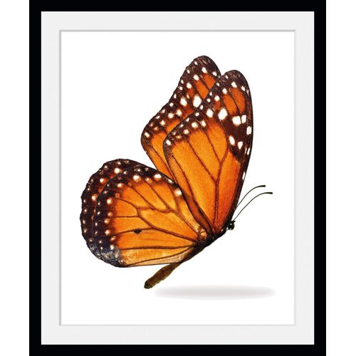 4049009846765 - Bild QUEENCE Jalina Bilder Gr B H 40 cm x 50 cm Wandbild Schmetterlinge Hochformat 1 St orange Bild Kunstdruck Bilder mit Rahmen
