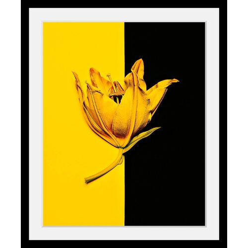 4049009102014 - Bild QUEENCE Blüte Bilder Gr B H T 30 cm x 40 cm x 3 cm bunt Kunstdrucke Bilder in 3 Größen gerahmt
