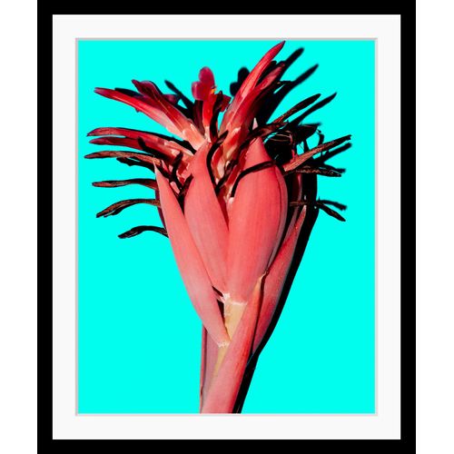 4049009895114 - Bild QUEENCE Anni Bilder Gr B H 40 cm x 50 cm Wandbild Pflanzen Hochformat rosa (rosa türkis) Kunstdrucke Blätter gerahmt Pflanze 4049009895114 - Bild QUEENCE Anni Bilder Gr B H 40 cm x 50 cm Wandbild Pflanzen Hochformat rosa (rosa türkis) Kunstdrucke Blätter gerahmt Pflanze