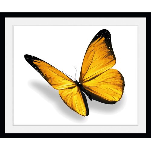 4049009847069 - Bild QUEENCE Maria 30 Bilder Gr B H 50 cm x 40 cm Wandbild Schmetterlinge Querformat 1 St gelb Bild Kunstdruck Bilder mit Rahmen