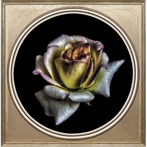 4049009638155 - Acrylglasbild »Blume« Blumen-Blumenbilder-Kunst-Pflanzen-Pflanzenbilder-Gemälde Fine Art-Print in Galeriequalität