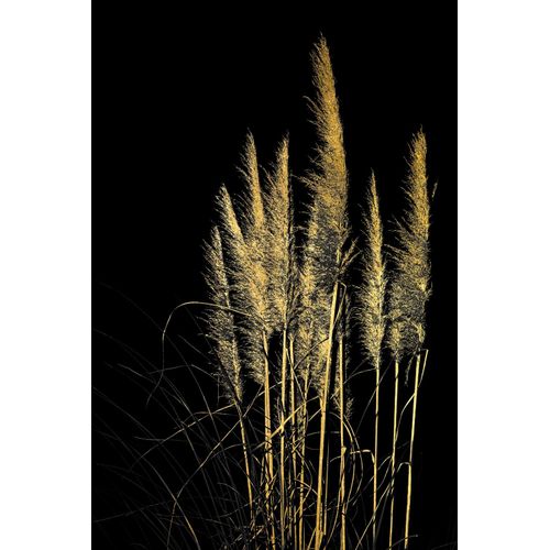 4067437736618 - Acrylglasbild Pampas Gras - Acrylbilder mit Blattgold veredelt Bilder Gr B H 60 cm x 90 cm Acrylglasbild mit Blattgold 1 St goldfarben (gold) Acrylglasbilder Goldveredelung Handgearbeitet Gerahmt Edel