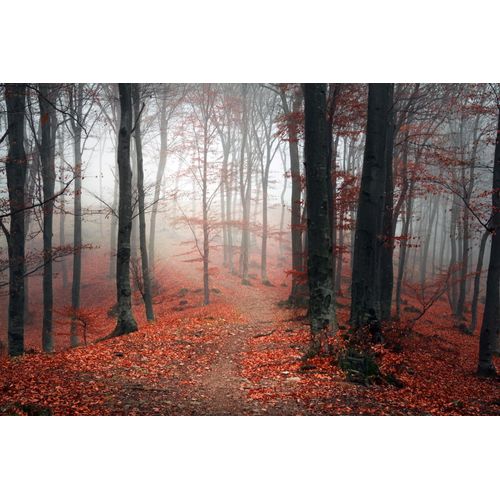 4067437732399 - Leinwandbild QUEENCE Herbstwald Bilder Gr B H 90 cm x 60 cm rechteckig Bäume-Baumbilder Querformat 1 St rot Leinwandbilder Akustikbild mit sehr guten Schallabsorptions-Eigenschaften