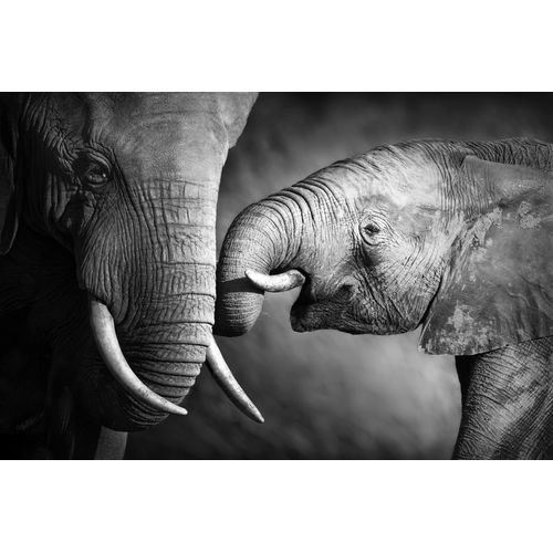 4049008732564 - Leinwandbild »Elefant« Elefant-Schwarz-Weiss-Elefanten-Gruppen & Familien-Elefanten Bilder Premium-Leinwandstoff Handarbeit aus Deutschland 60x40cm