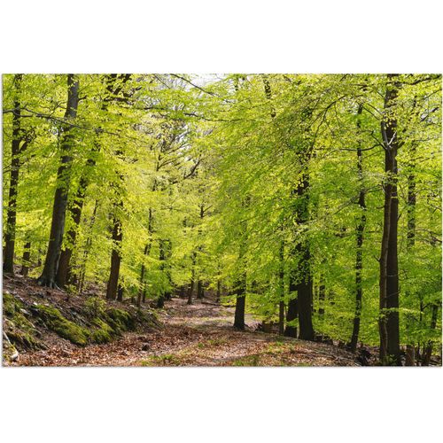 4059745427289 - Wandbild ARTLAND Die Buchen im Frühling Bilder Gr B H 30 cm x 20 cm Alu-Dibond-Druck Wald 1 St grün Bild Kunstdruck Leinwandbild Kunstdrucke Bilder als Alubild Leinwandbild Wandaufkleber oder Poster in versch Größen 4059745427289 - Wandbild ARTLAND Die Buchen im Frühling Bilder Gr B H 30 cm x 20 cm Alu-Dibond-Druck Wald 1 St grün Bild Kunstdruck Leinwandbild Kunstdrucke Bilder als Alubild Leinwandbild Wandaufkleber oder Poster in versch Größen