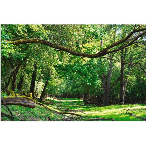 4059745505284 - Wandbild ARTLAND Auf grünem Weg durch den grünen Wald Bilder Gr B H 60 cm x 40 cm Alu-Dibond-Druck Wald 1 St grün Bild Kunstdruck Kunstdrucke Bilder als Alubild Leinwandbild Wandaufkleber oder Poster in versch Größen