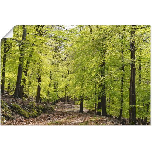 4059745427357 - Wandbild ARTLAND Die Buchen im Frühling Bilder Gr B H 60 cm x 40 cm Poster Wald 1 St grün Bild Kunstdruck Leinwandbild Kunstdrucke Bilder als Alubild Leinwandbild Wandaufkleber oder Poster in versch Größen 4059745427357 - Wandbild ARTLAND Die Buchen im Frühling Bilder Gr B H 60 cm x 40 cm Poster Wald 1 St grün Bild Kunstdruck Leinwandbild Kunstdrucke Bilder als Alubild Leinwandbild Wandaufkleber oder Poster in versch Größen