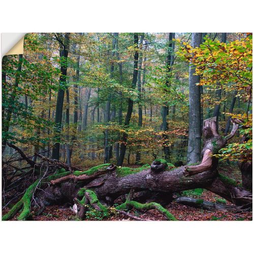 4057738784647 - Wandbild ARTLAND Ein alter Riese neuer Lebensraum Bilder Gr B H 120 cm x 90 cm Wandaufkleber - Vinyl Wald 1 St grün Bild Kunstdruck Leinwandbild Kunstdrucke Bilder als Leinwandbild Wandaufkleber oder Poster in versch Größen