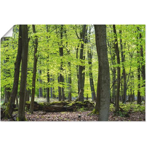 4059745274562 - Wandbild ARTLAND Laubwald im Frühjahr Bilder Gr B H 30 cm x 20 cm Poster Wald 1 St grün Bild Kunstdruck Poster Bilder als Alubild Leinwandbild Wandaufkleber oder in versch Größen
