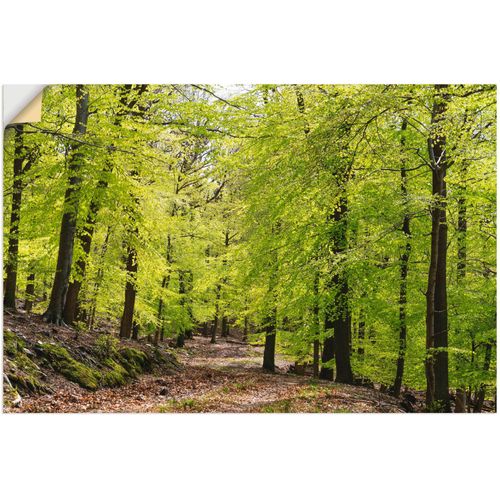 4059745427470 - Wandbild ARTLAND Die Buchen im Frühling Bilder Gr B H 90 cm x 60 cm Wandaufkleber - Vinyl Wald 1 St grün Bild Kunstdruck Leinwandbild Kunstdrucke Bilder als Alubild Leinwandbild Wandaufkleber oder Poster in versch Größen 4059745427470 - Wandbild ARTLAND Die Buchen im Frühling Bilder Gr B H 90 cm x 60 cm Wandaufkleber - Vinyl Wald 1 St grün Bild Kunstdruck Leinwandbild Kunstdrucke Bilder als Alubild Leinwandbild Wandaufkleber oder Poster in versch Größen