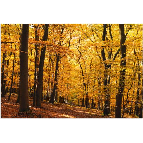 4059745505826 - Wandbild ARTLAND Spaziergang im Herbstwald Bilder Gr B H 60 cm x 40 cm Alu-Dibond-Druck Wald 1 St goldfarben Bild Kunstdruck Leinwandbild Kunstdrucke Bilder als Alubild Leinwandbild Wandaufkleber oder Poster in versch Größen