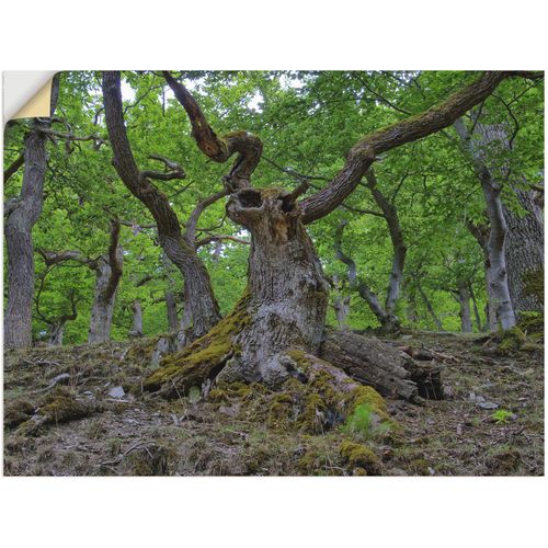 4057738766773 - Wandbild ARTLAND Eichen wie ein Märchenwald Bilder Gr B H 120 cm x 90 cm Wandaufkleber - Vinyl Wald 1 St grün Bild Kunstdruck Kunstdrucke Bilder als Leinwandbild Wandaufkleber oder Poster in versch Größen 4057738766773 - Wandbild ARTLAND Eichen wie ein Märchenwald Bilder Gr B H 120 cm x 90 cm Wandaufkleber - Vinyl Wald 1 St grün Bild Kunstdruck Kunstdrucke Bilder als Leinwandbild Wandaufkleber oder Poster in versch Größen