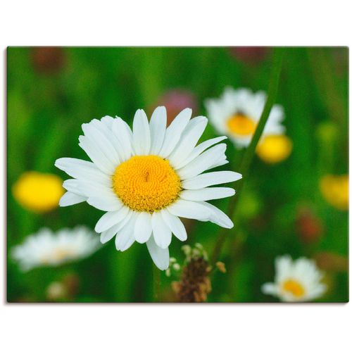 4055327323611 - Wandbild ARTLAND Eine Margerite auf der Blumenwiese Bilder Gr B H 40 cm x 30 cm Leinwandbild Blumen 1 St grün Bild Kunstdruck Leinwandbild Kunstdrucke Bilder als Leinwandbild Wandaufkleber oder Poster in versch Größen