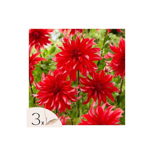 8721278900145 - Plant in a Box - Dahlien - 3er Set - Dahlia Labyrinth Red - Dahlienknollen - Rote Blüten