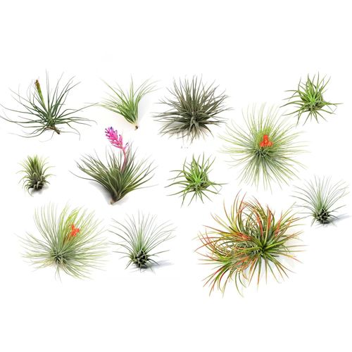 7428471002720 - Plant in a Box - Tillandsien Luftpflanzen - 12 Stk - Tillandsia - Höhe 5-15cm - Topf 5cm 7428471002720 - Plant in a Box - Tillandsien Luftpflanzen - 12 Stk - Tillandsia - Höhe 5-15cm - Topf 5cm