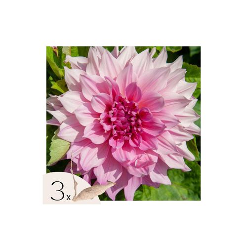 8721278900077 - Plant in a Box - Dahlien - 3er Set - Dahlia Café au lait Royal - Dahlienknollen - Rosa Blüten